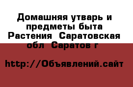 Домашняя утварь и предметы быта Растения. Саратовская обл.,Саратов г.